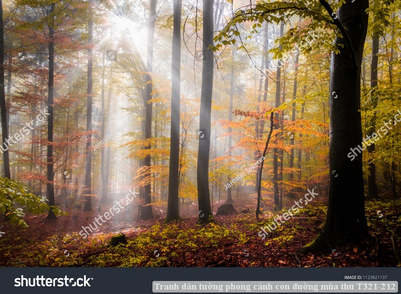 Tranh dán tường phong cảnh con đường mùa thu T321-212